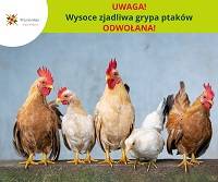 Obraz przedstawiający UWAGA! Wysoce zjadliwa grypa ptaków ODWOŁANA!